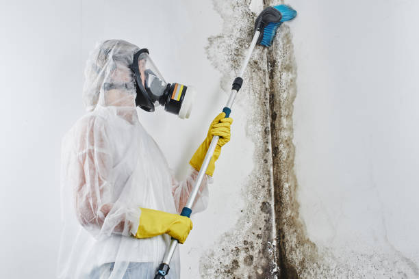 Best Residential Mold Removal  in Timmonsville, SC