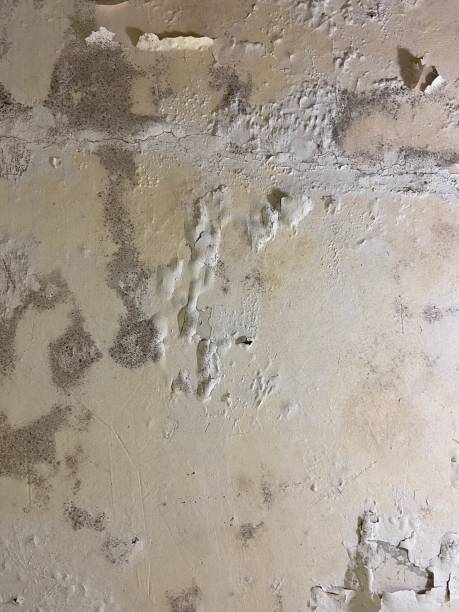 Best Same-Day Mold Removal  in Timmonsville, SC