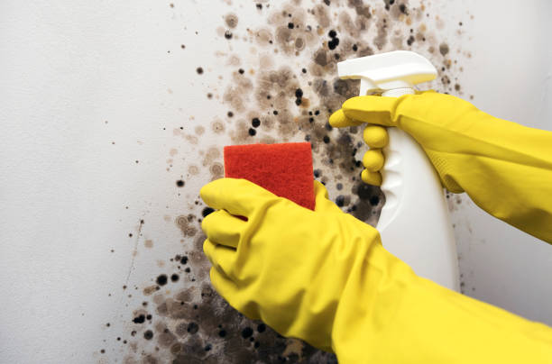 Attic Mold Removal in Timmonsville, SC